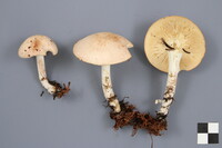 Rhodocollybia maculata image